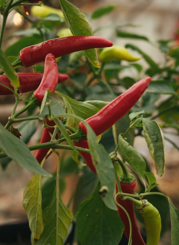 Close-up of organic red and green chili peppers growing on a plant.