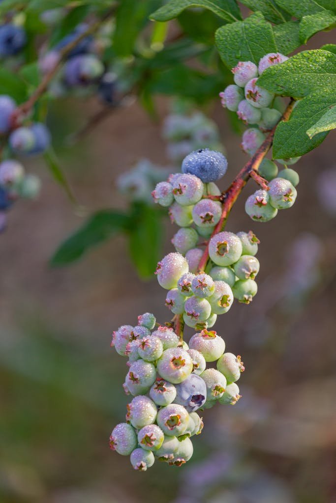 Detailed close-up of unripe and ripe blueberries on a twig with dew droplets, showcasing early growth stages.