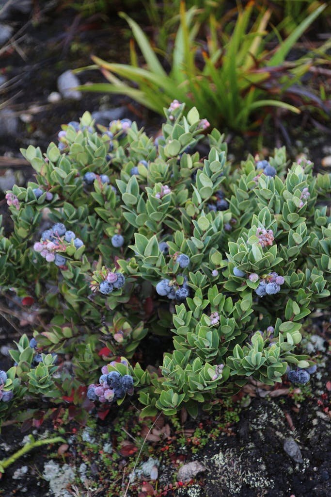 Lush wild blueberry bush with ripe berries in a natural outdoor setting. How to grow blueberries
