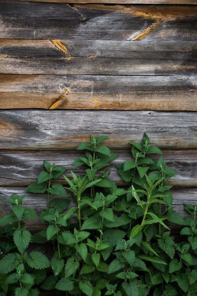 Rich green nettles grow vibrantly against a rustic wooden fence, adding natural charm to outdoor spaces.