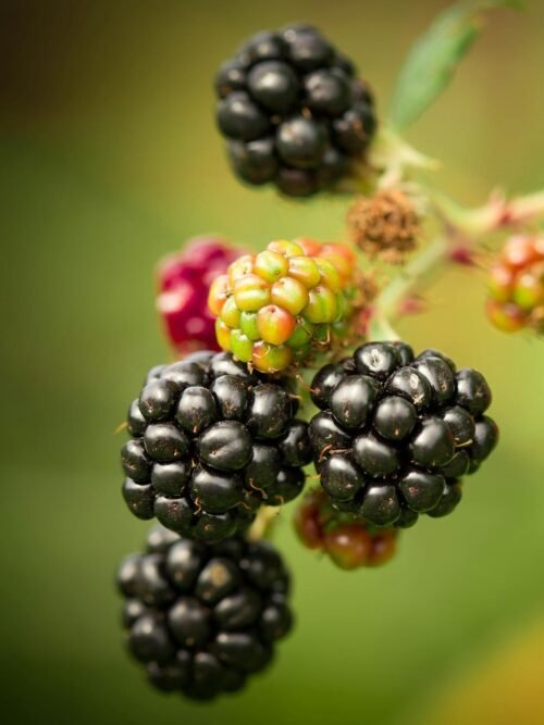 Vibrant blackberries ripening on a vine, showcasing a summer garden's bounty.