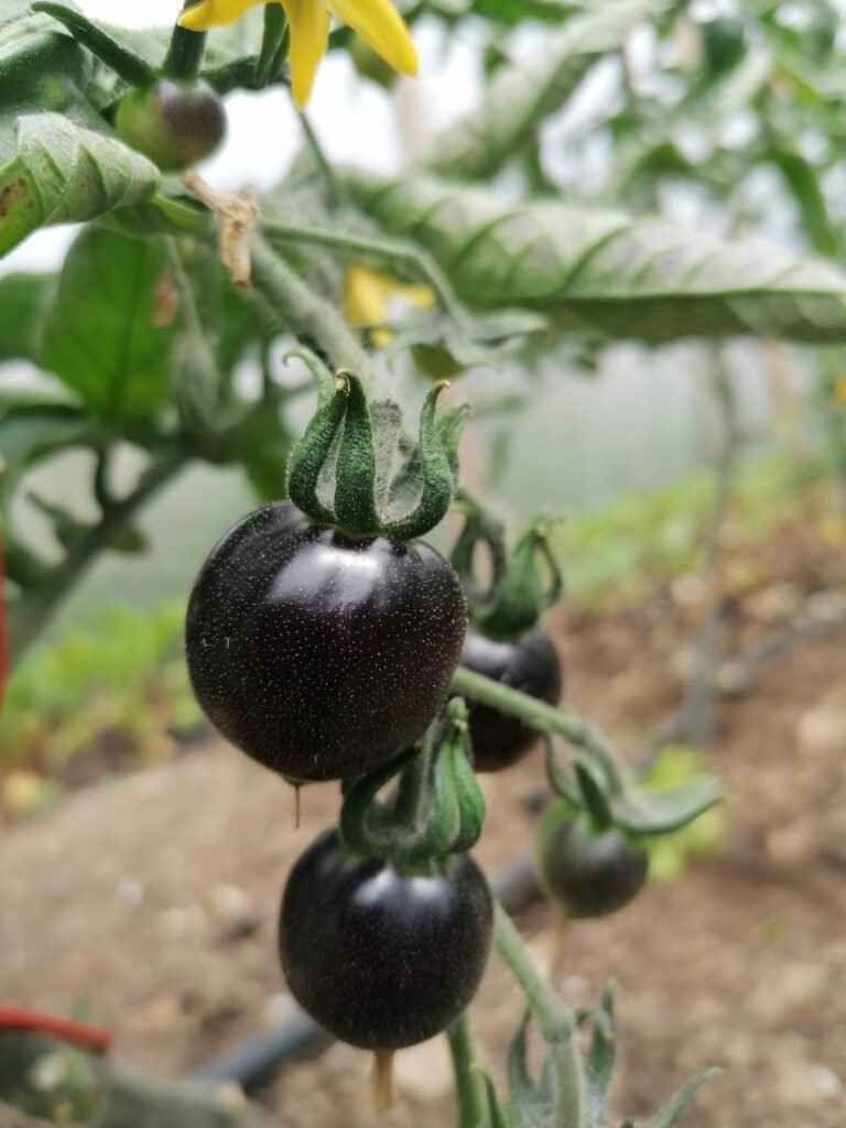 Indigo rose tomato