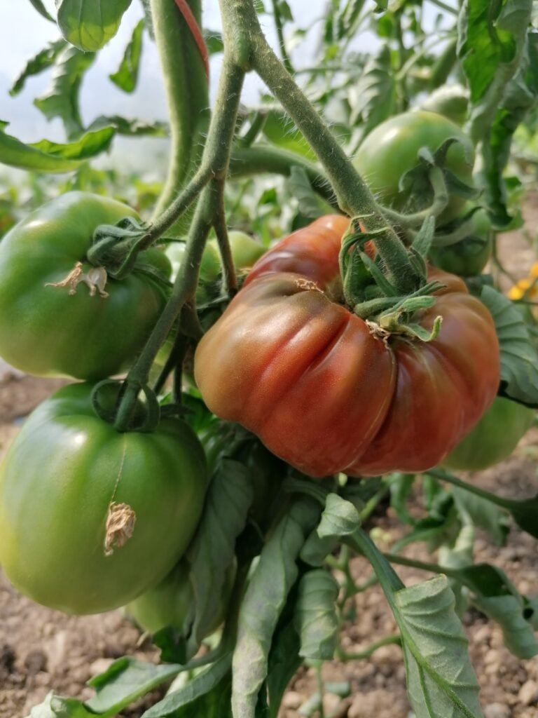 beefsteak tomato