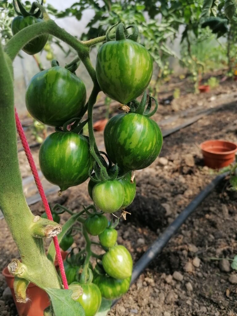 Green zebra tomato