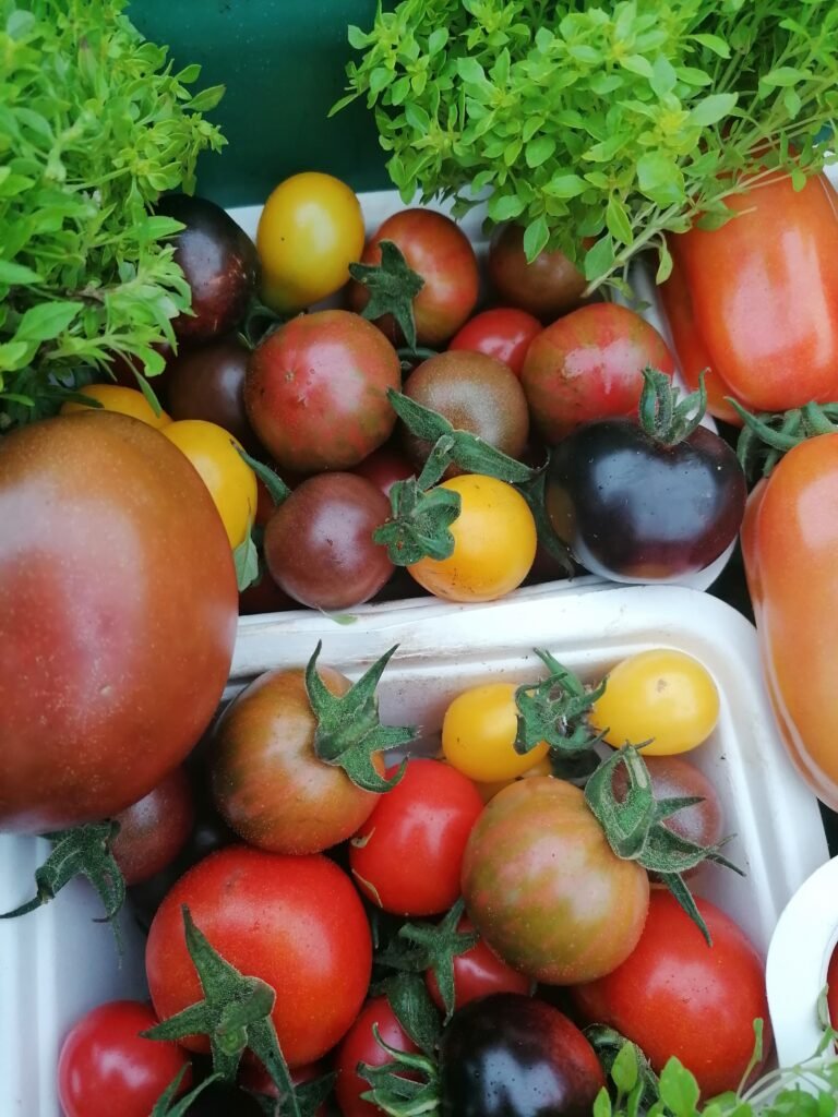 tomatoe varieties