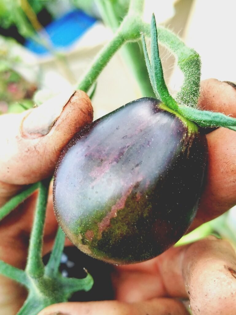 Blue keyes tomato