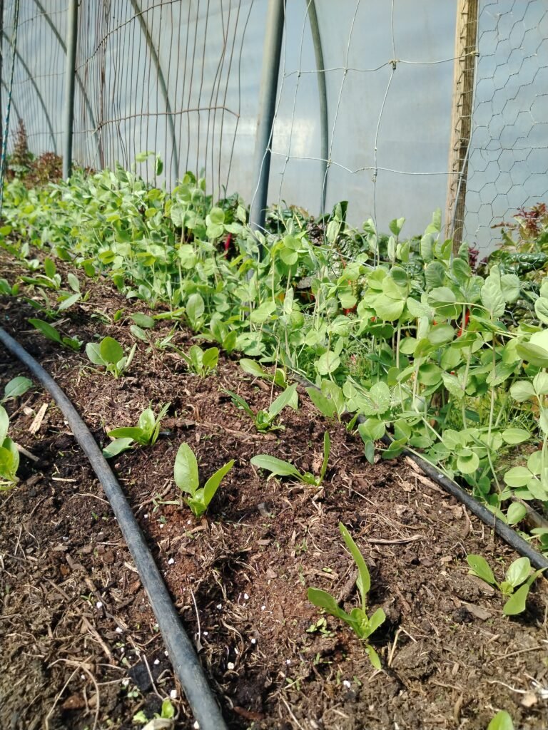 living mulch with leafy greens