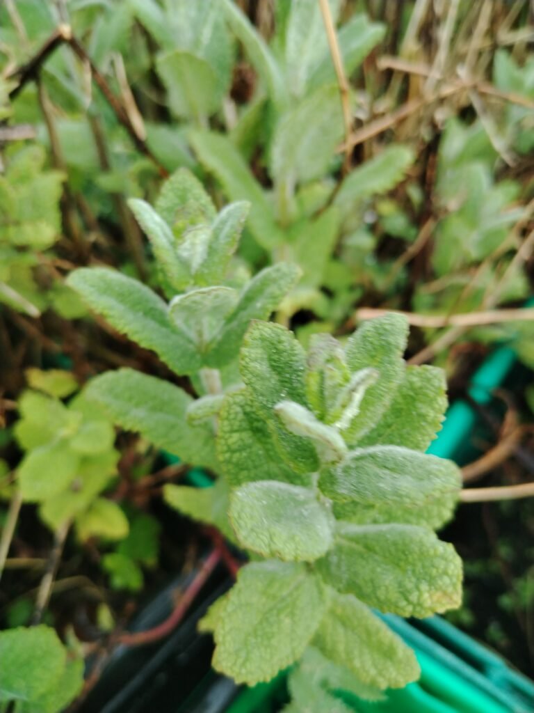 apple mint