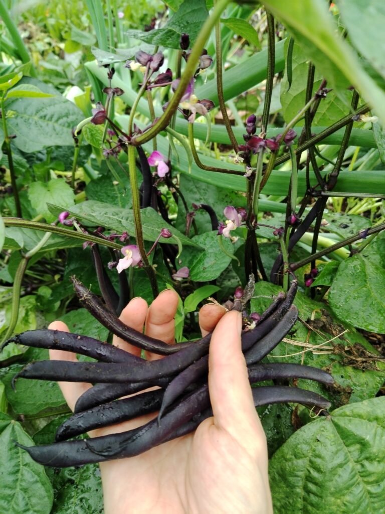 FRench beans - purple queen
