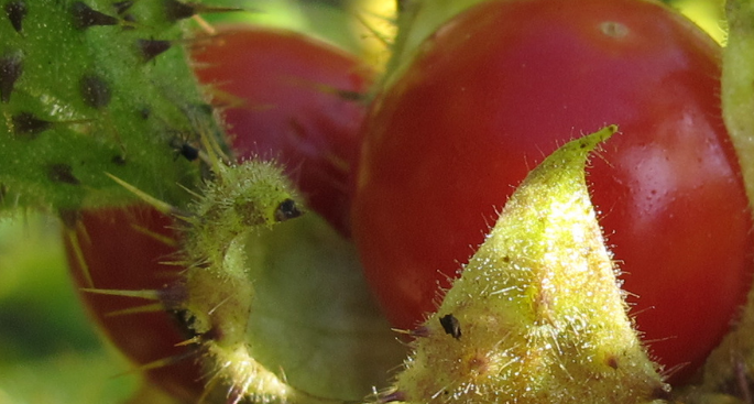 Litchi tomato