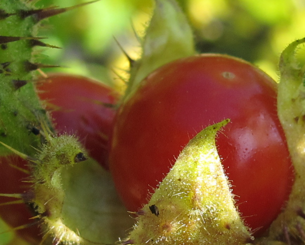 Litchi tomato