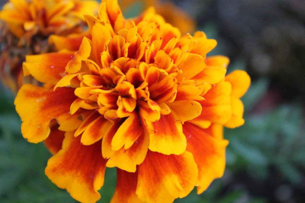 Close-up of a vibrant marigold flower showcasing its bright orange and yellow petals in full bloom. The best companion plants for tomatoes