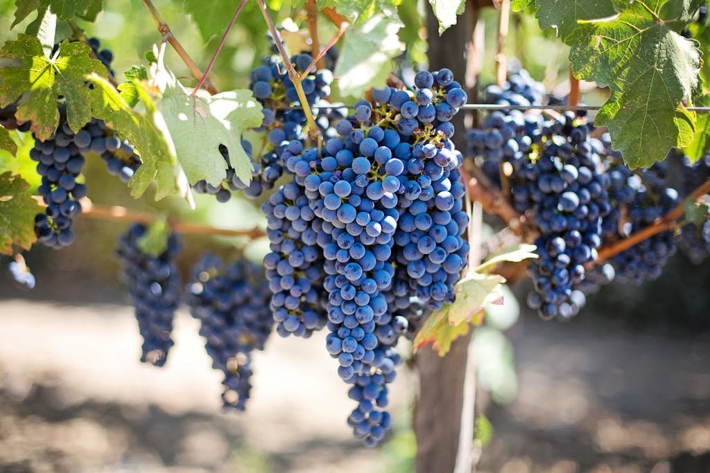 Close-up of fresh purple grapes in a sunlit vineyard, perfect for wine-making. How to grow grapes in cold climates