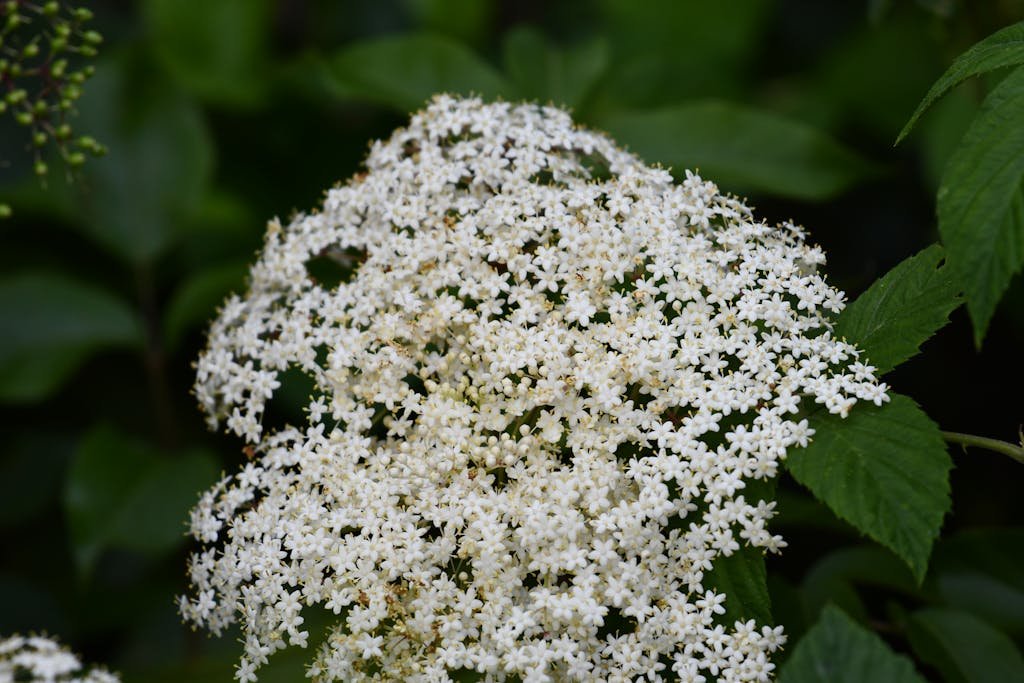Close-up of white elderflowers surrounded by green leaves, showcasing natural beauty and tranquility.