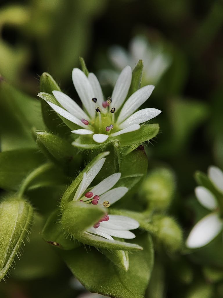 Detailed view of delicate white chickweed flowers surrounded by lush green leaves, showcasing natural beauty.