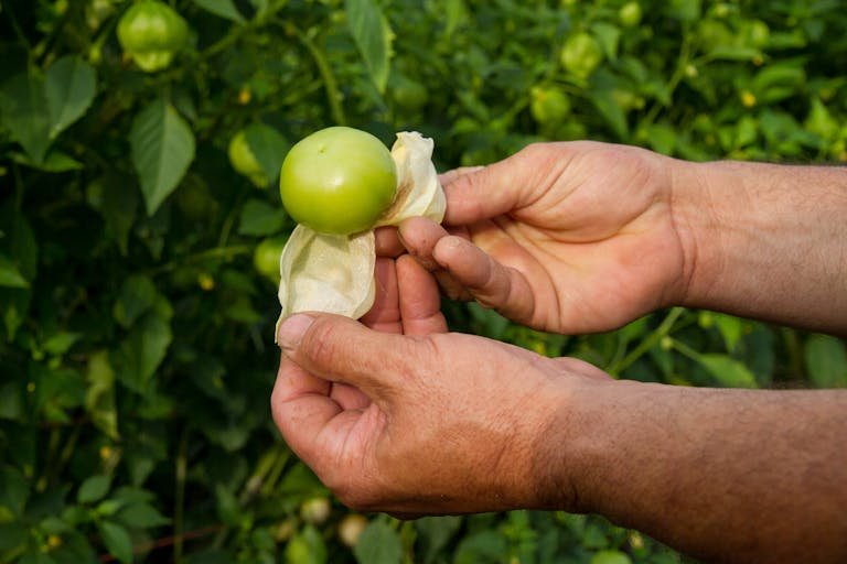 Hands holding a fresh tomatillo in a lush North Carolina farm.