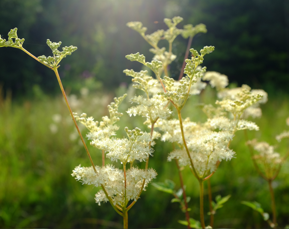 Meadow sweet