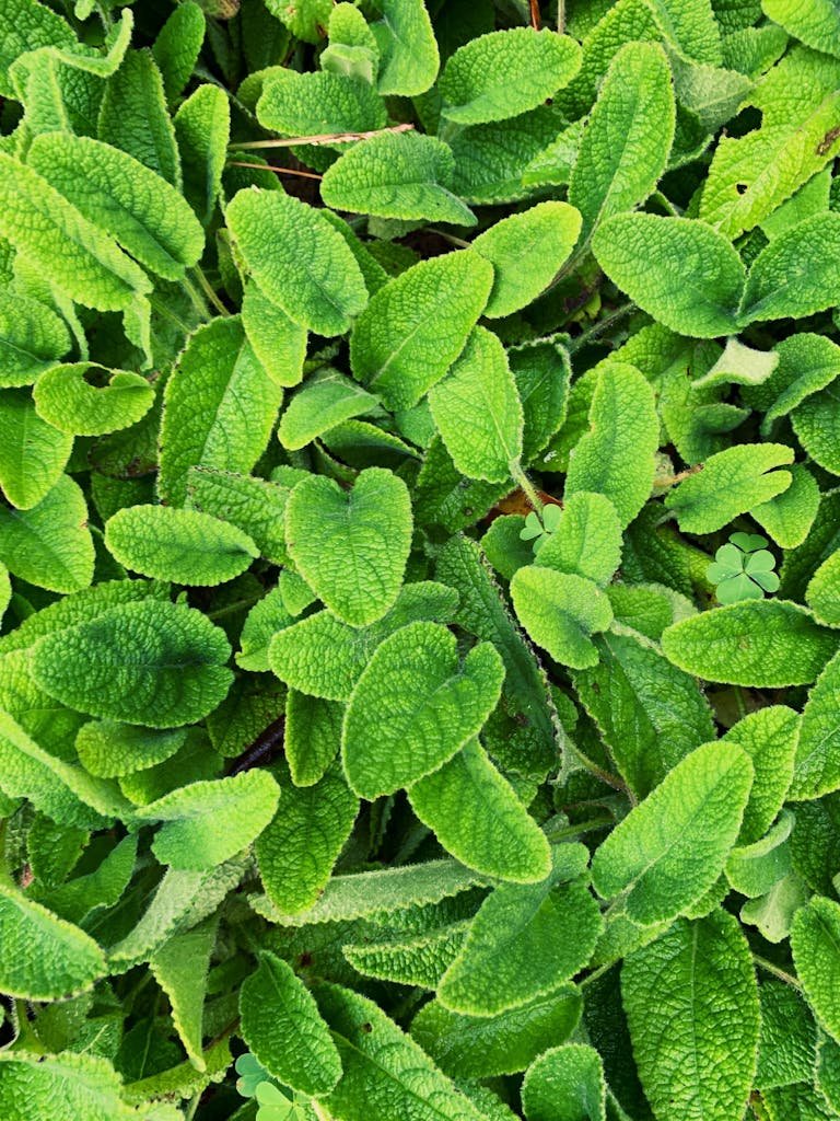 Vibrant lemon balm leaves in a high angle view, showcasing their rich green texture.