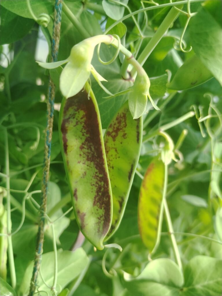 Mangetouts
