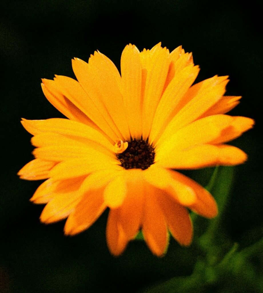 Close-up of a bright yellow flower with dark black background, highlighting its vibrant petals.