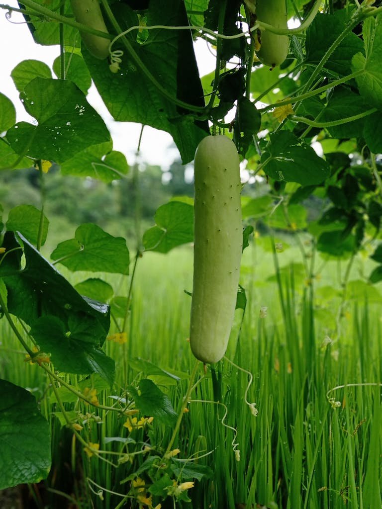 Close-up of a ripe cucumber hanging on a vine in a lush Indian farm setting, showcasing organic agriculture.