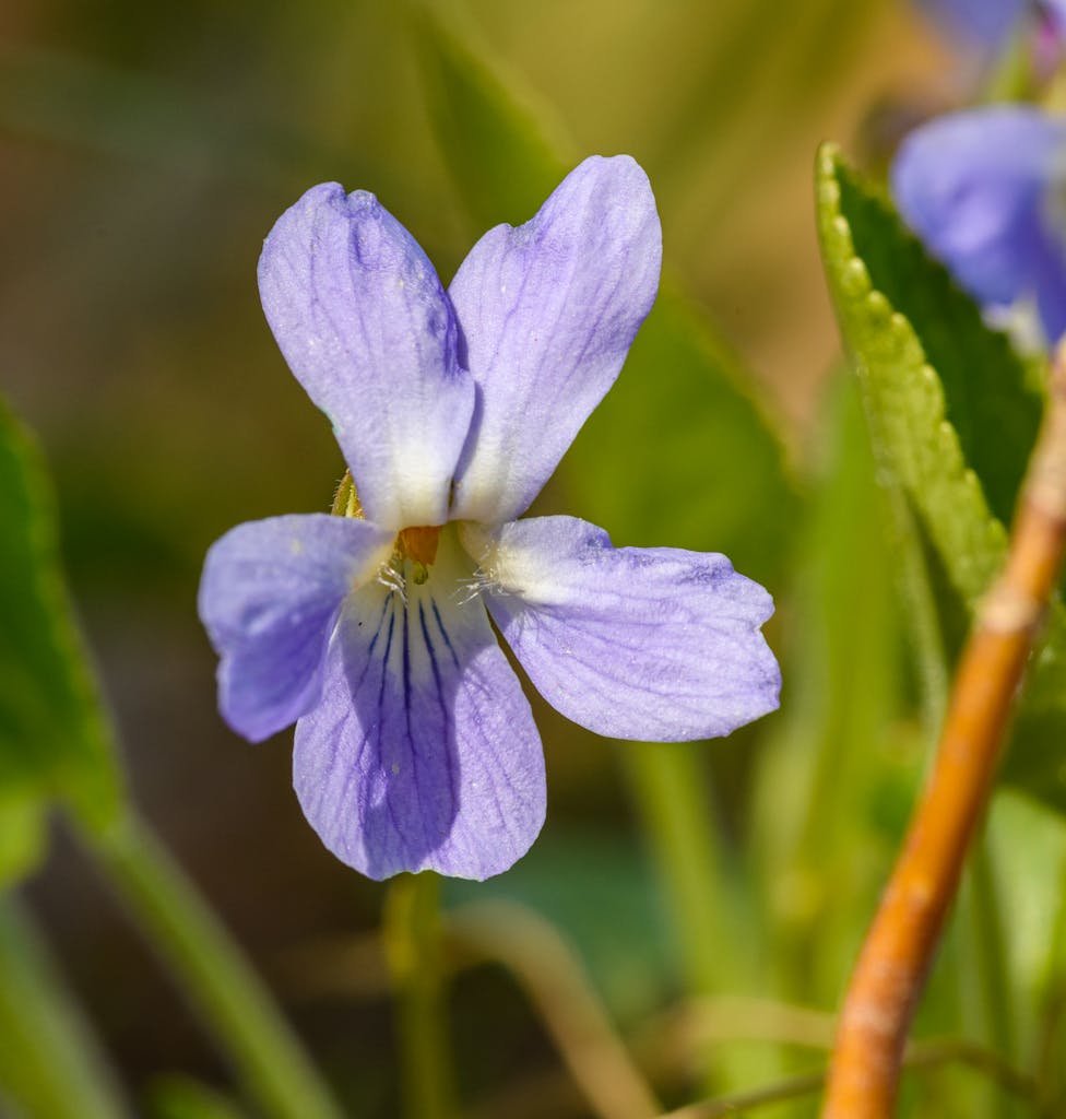 Detailed macro shot of a blooming violet flower in vibrant purple hues.