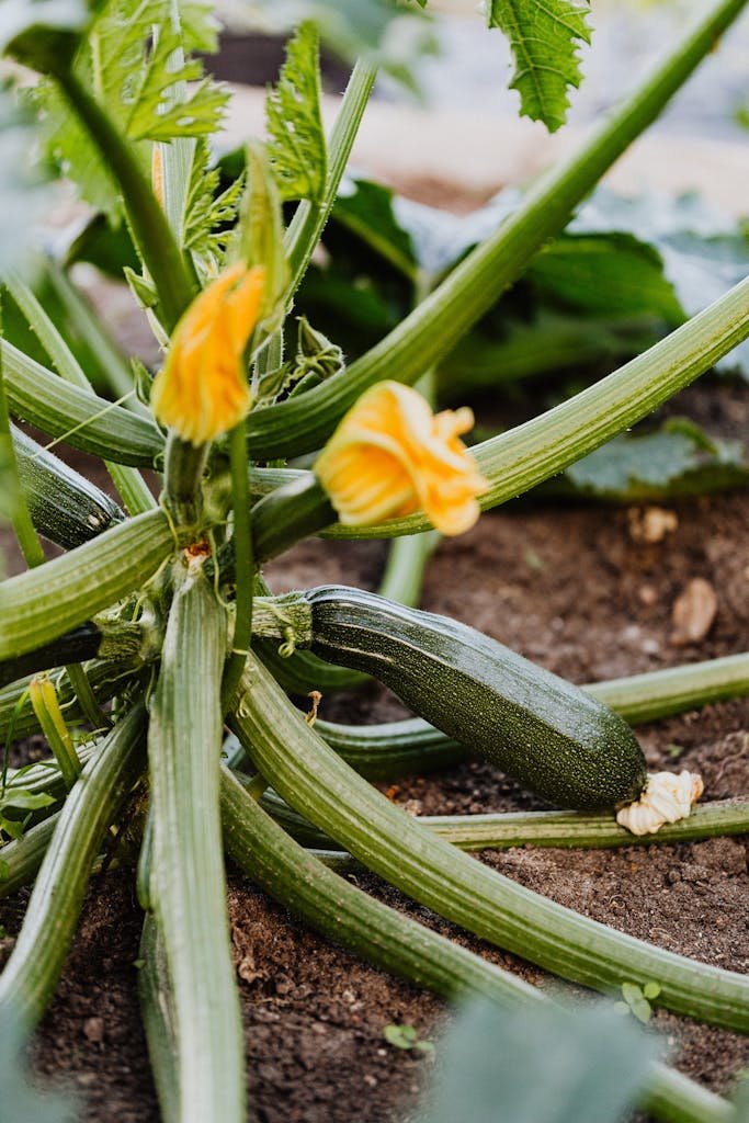Detailed view of a zucchini plant with blossoms growing in a garden, ideal for agricultural visuals.
