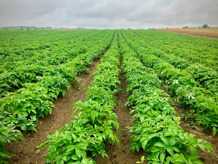 Expansive green potato fields under cloudy skies, representing sustainable agriculture.