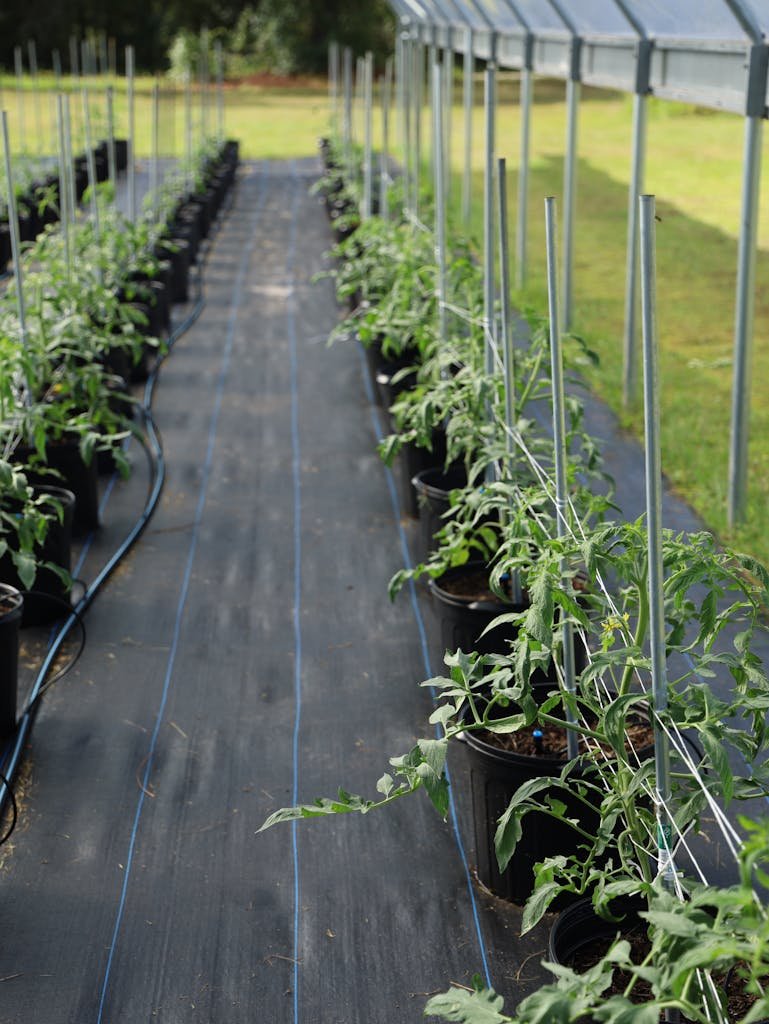 Healthy tomato plants flourishing in a sunny, indoor greenhouse setup.