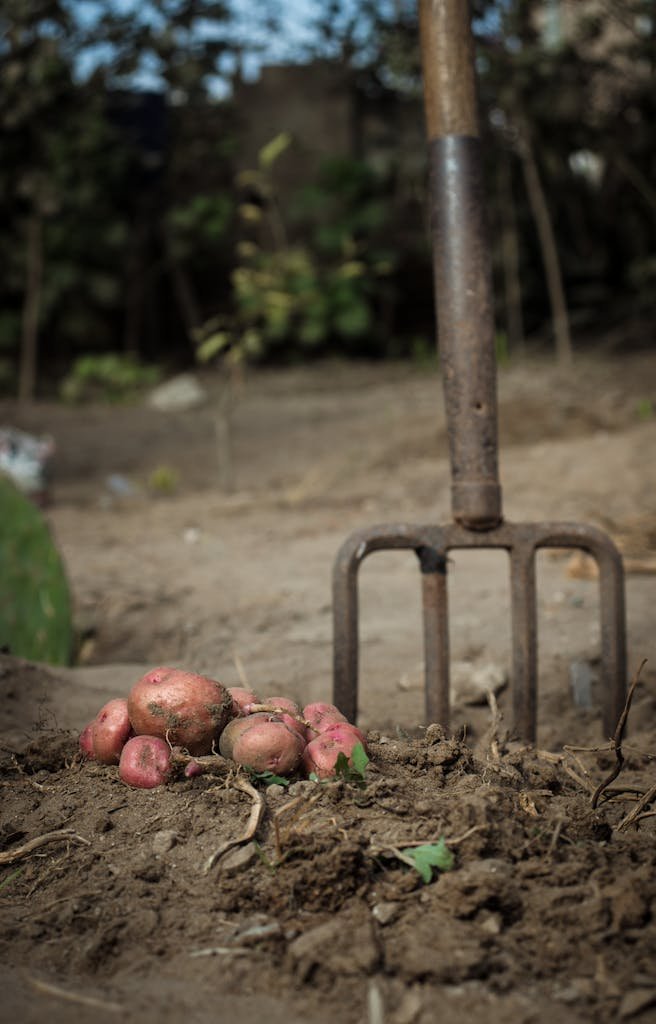 Organic potatoes freshly harvested from soil, captured with a garden fork in an outdoor setting.