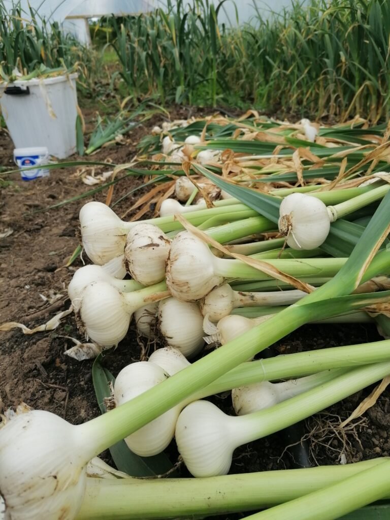 garlic curing