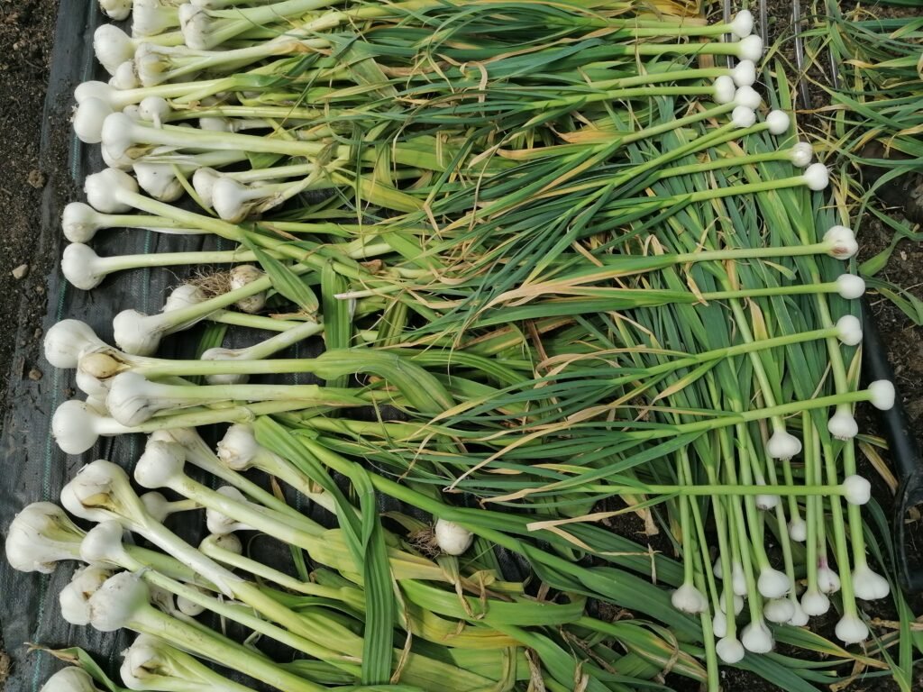 Garlic bulbs