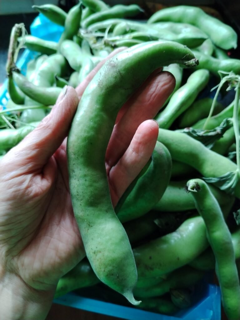 broad beans