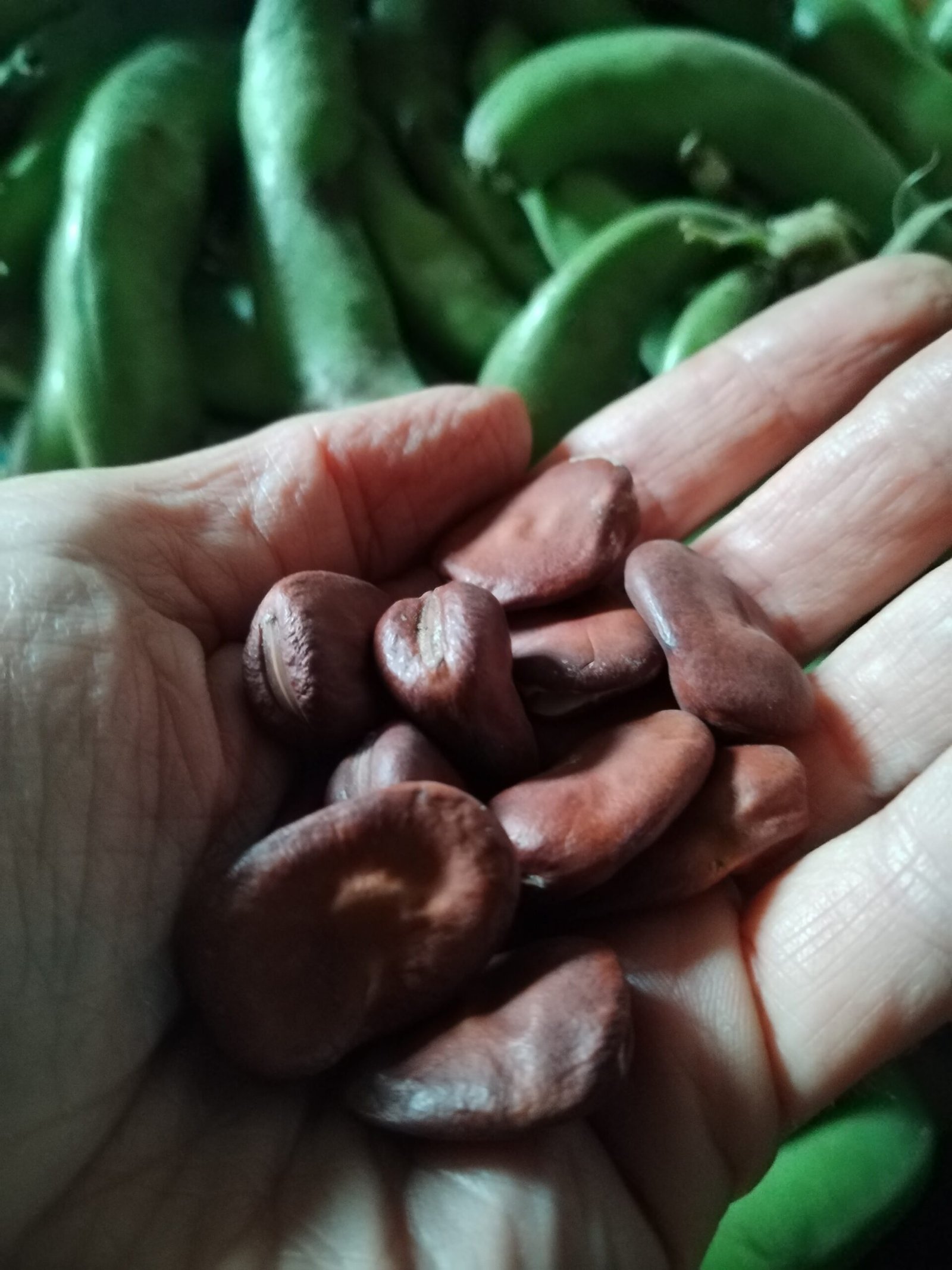 broad beans