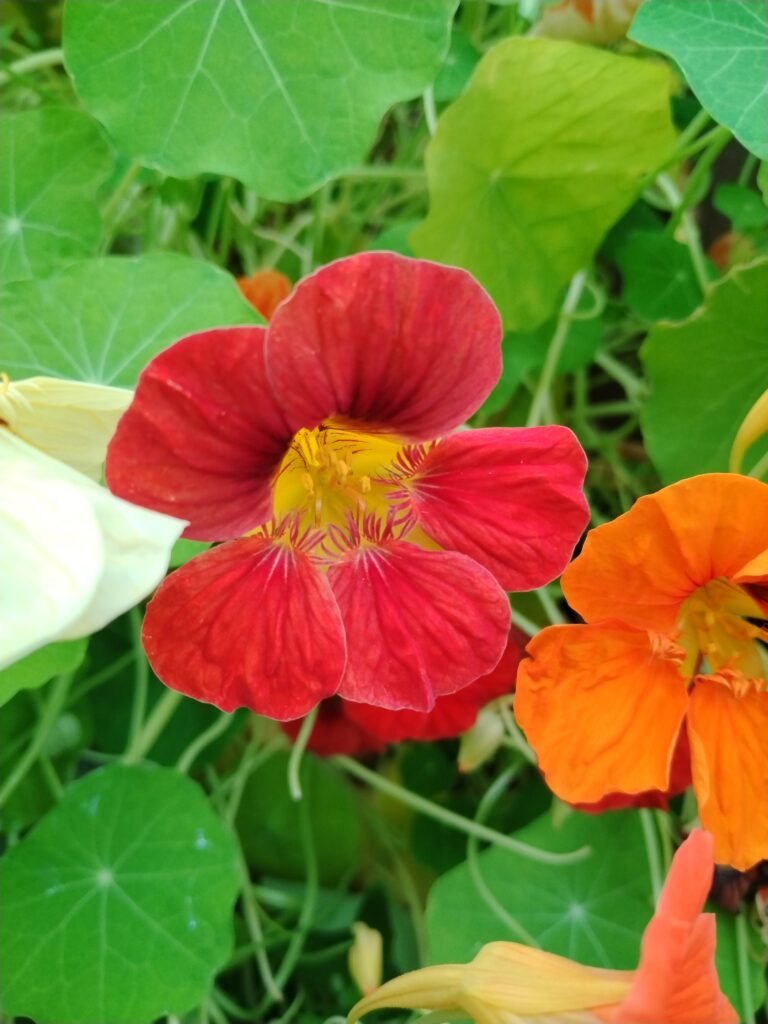 Nasturtium flowers
