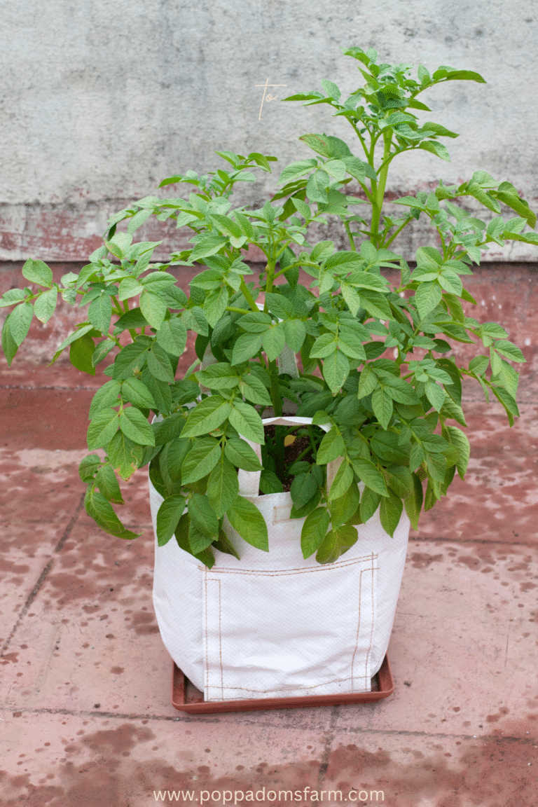 Potatoes in a container