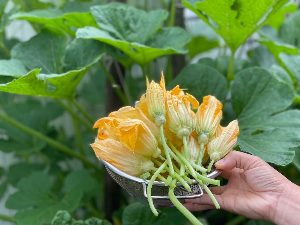 Close-up of a hand holding a bowl of fresh zucchini flowers with green leaves in the background.