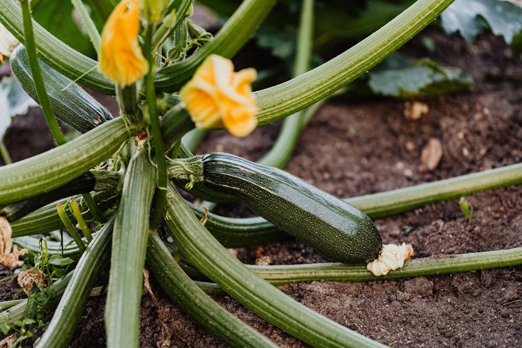 Close-up of a healthy zucchini plant with yellow blossoms growing in fresh soil.