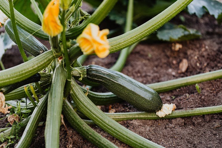 Close-up of a healthy zucchini plant with yellow blossoms growing in fresh soil.