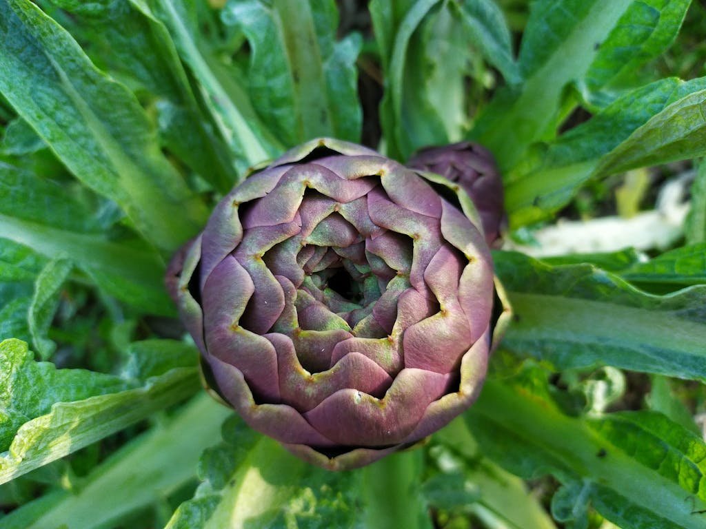 how to grow globe artichokes