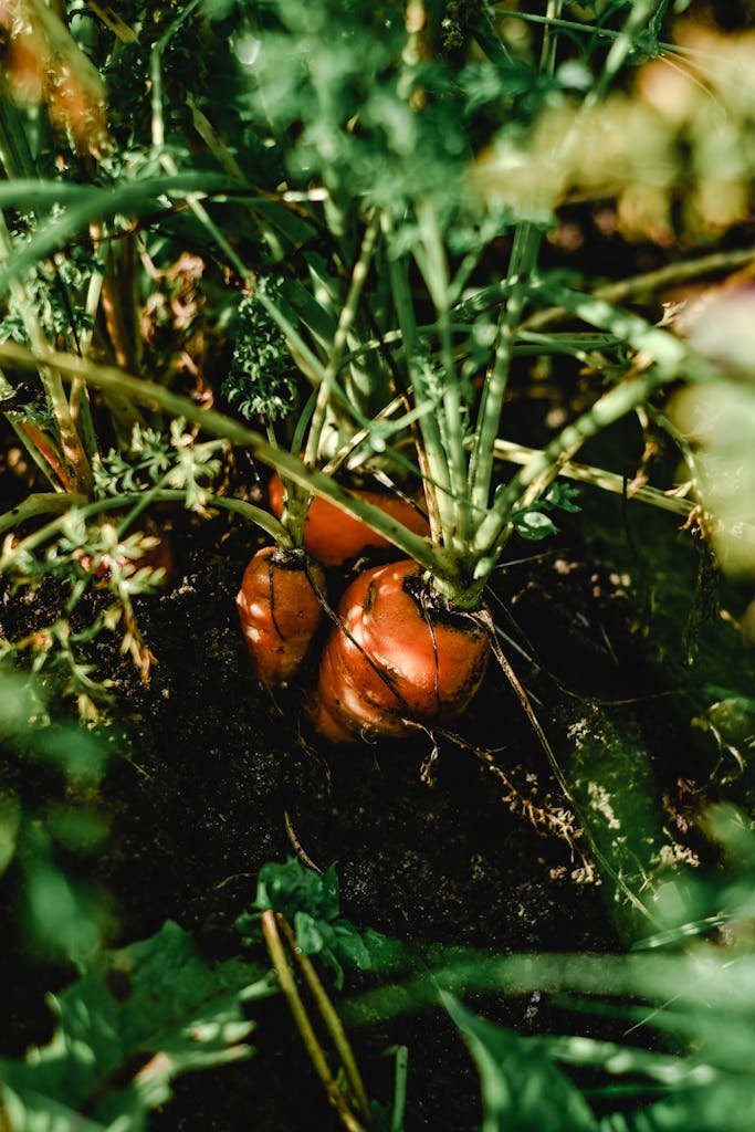 how to grow carrots organically