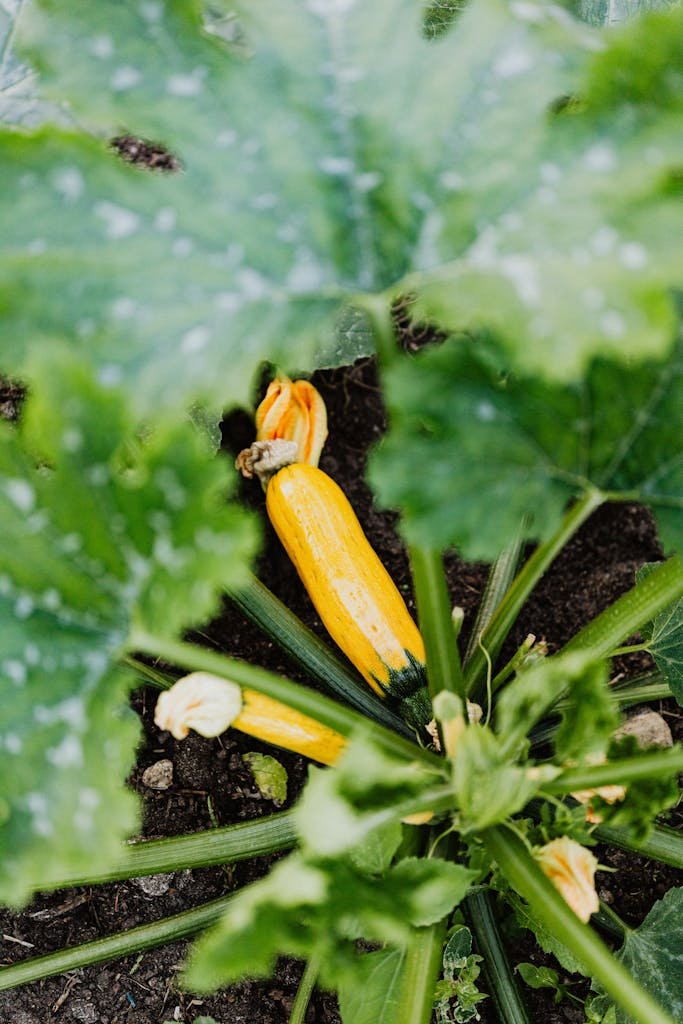 Close-up of fresh yellow zucchini with lush green leaves in a garden setting.