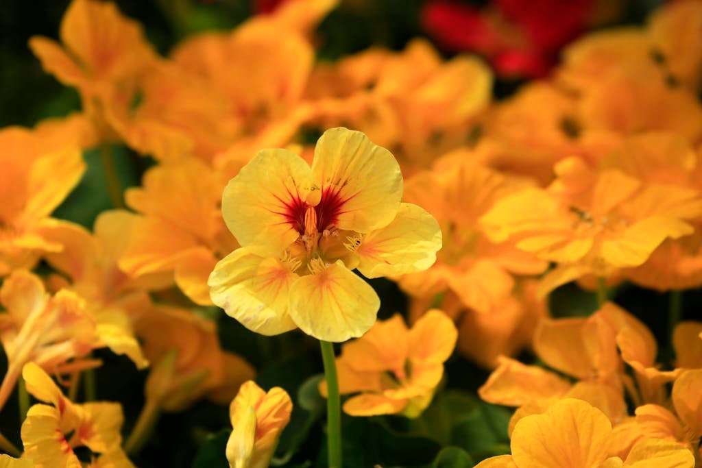 Close-up of vibrant yellow nasturtium flowers in full bloom, displaying their vivid colors.