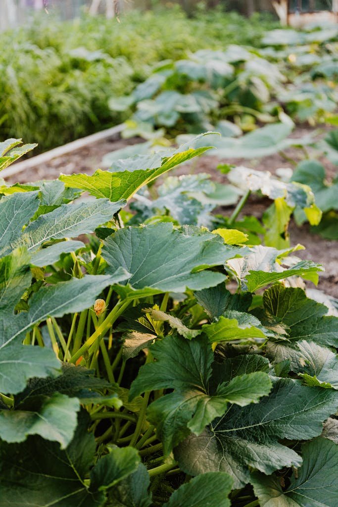 Close-up of vibrant zucchini plants growing in a sunlit garden, showcasing lush green leaves. growing courgettes