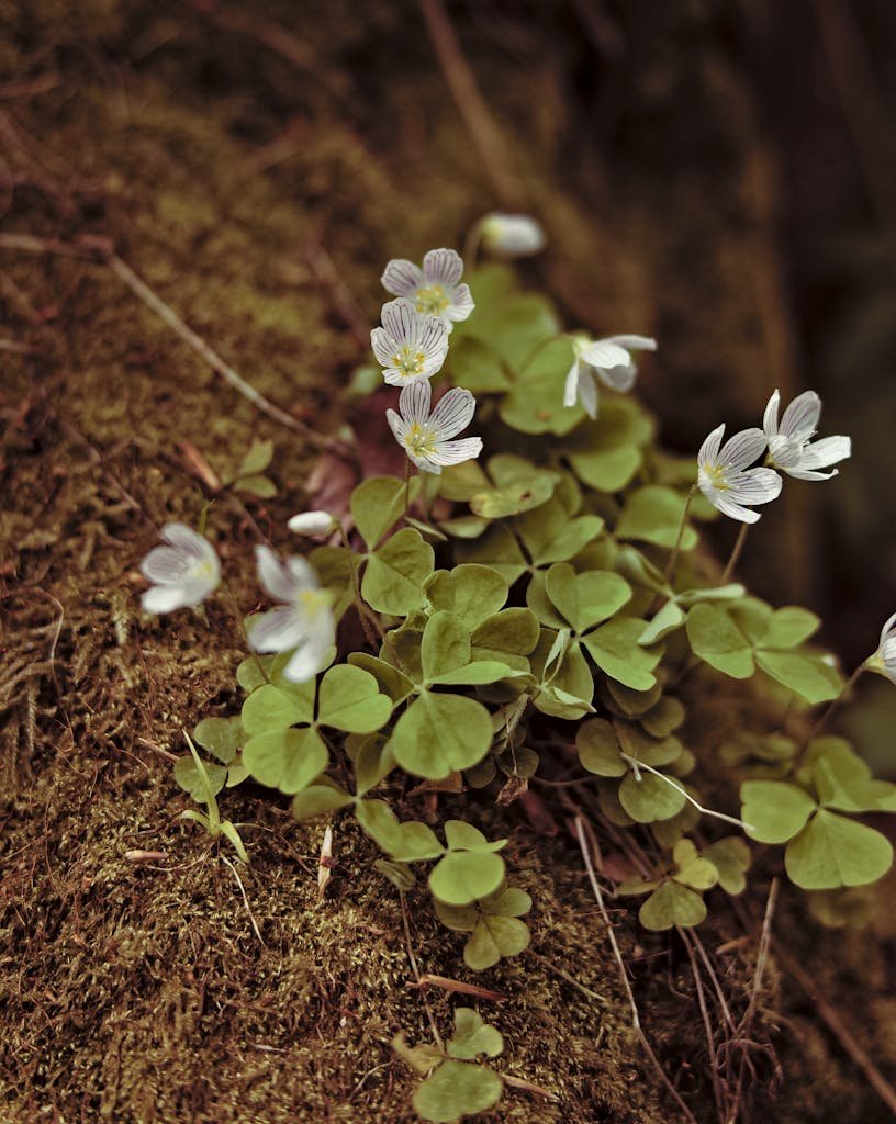 Delicate white wood sorrel flowers blooming amidst green foliage on a forest floor.
