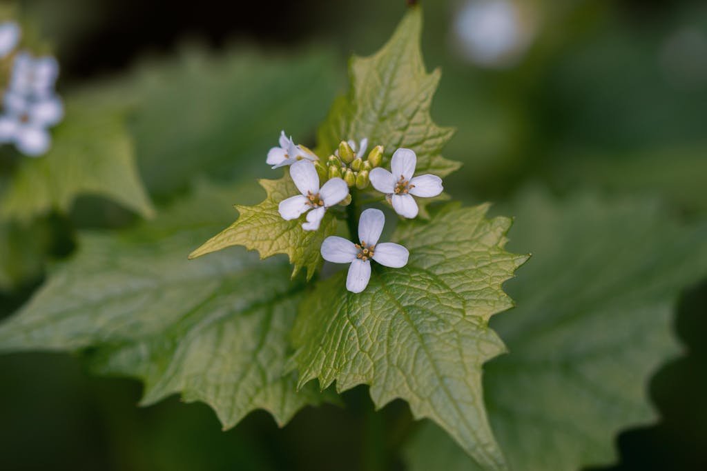 Detailed shot of white garlic mustard flowers with textured green leaves in natural setting.