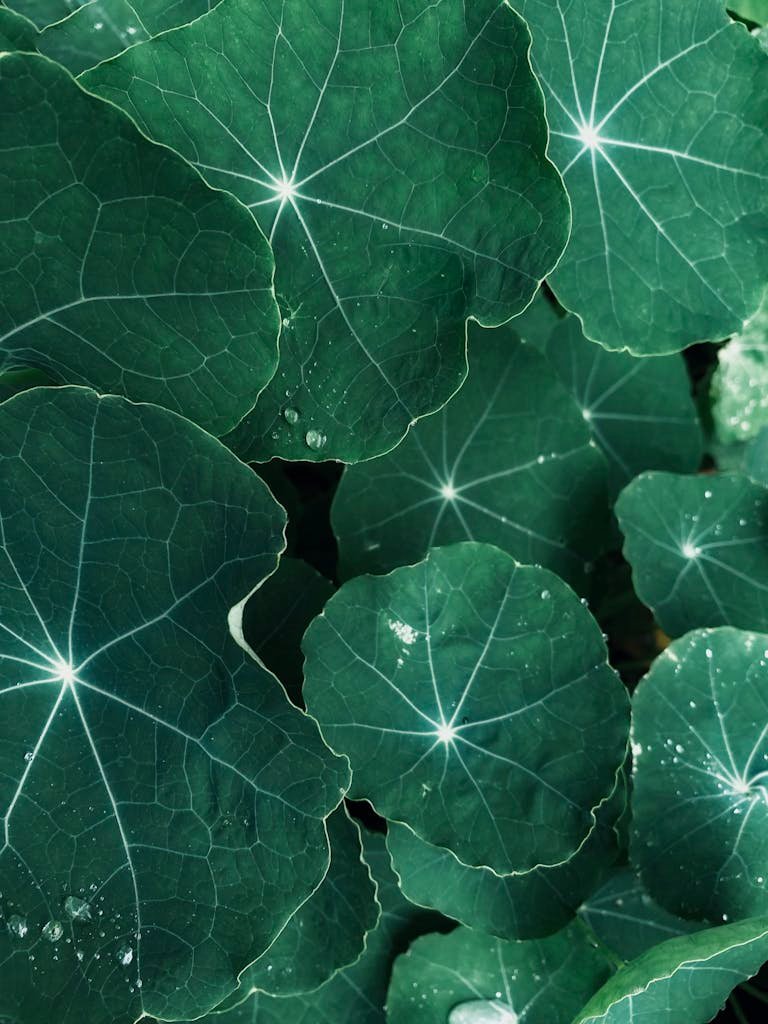 Detailed view of vibrant green nasturtium leaves with visible water droplets.