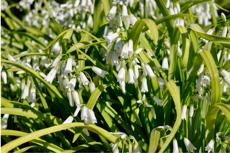 Three cornered leek