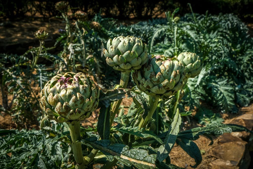 Vibrant artichokes growing in an outdoor garden, captured up close to highlight their detail and freshness.
