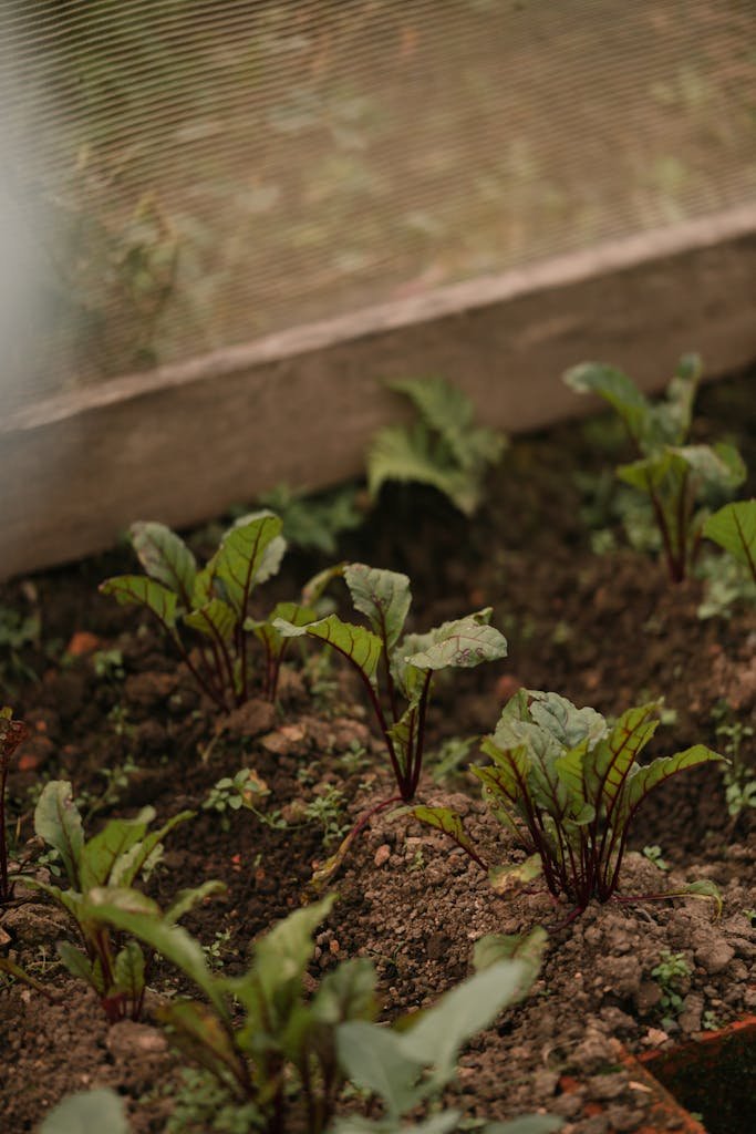 how to grow beetroot from seed